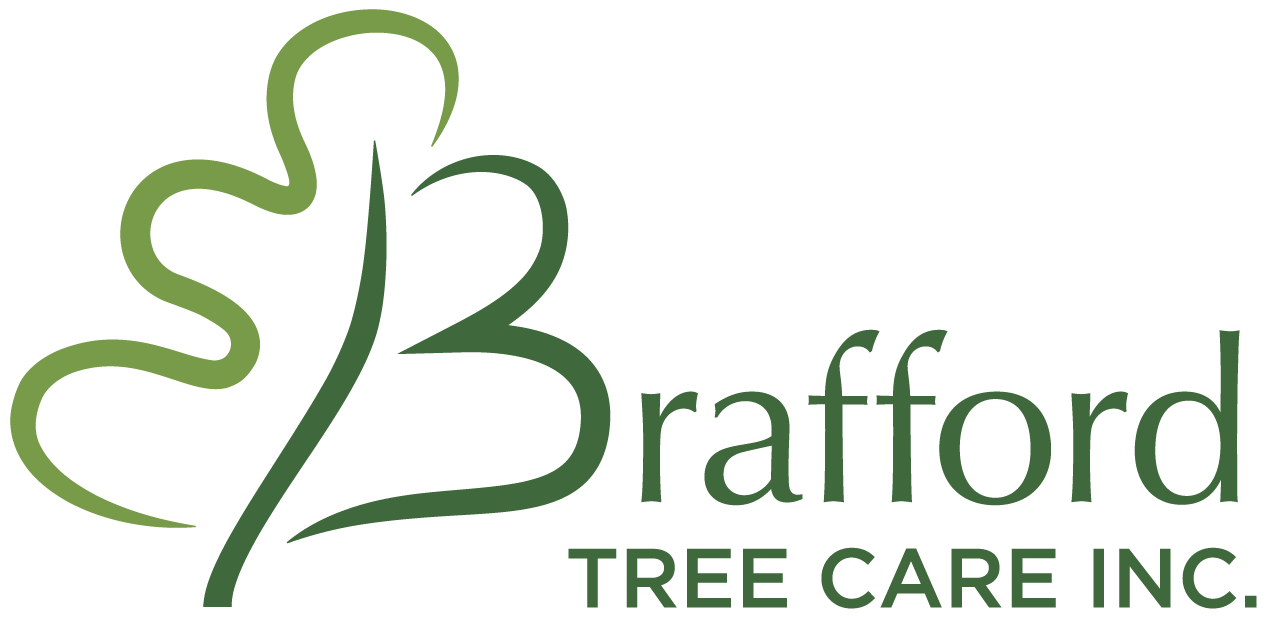 Brafford Tree Care