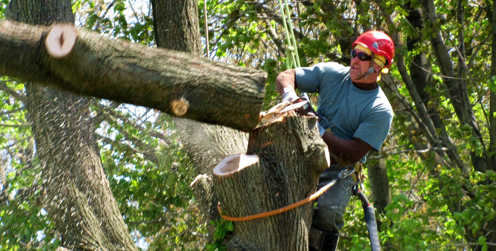 tree-service-scaled (1)